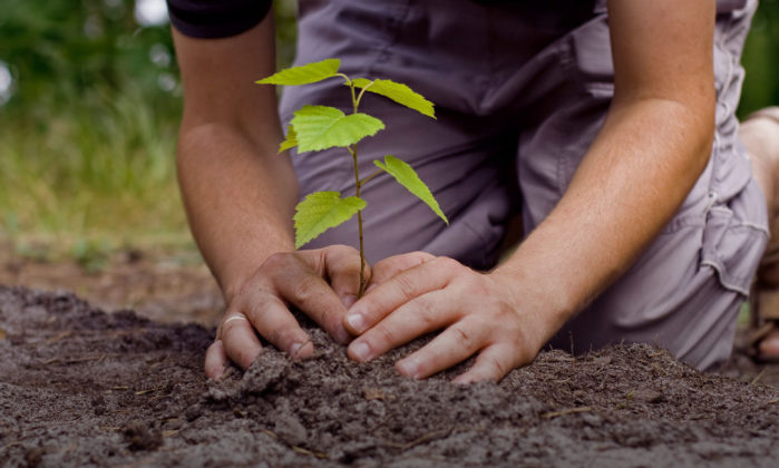 Dónde y cómo reforestar - Primero Editores