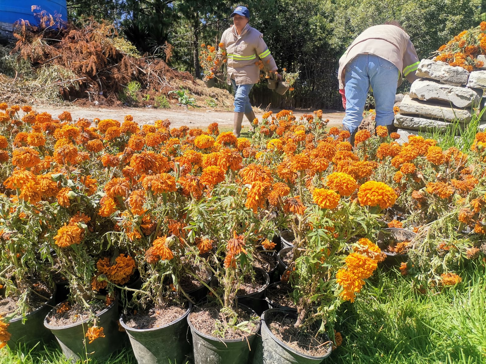 Dan segunda vida a flores de cempasúchil en Toluca - Primero Editores