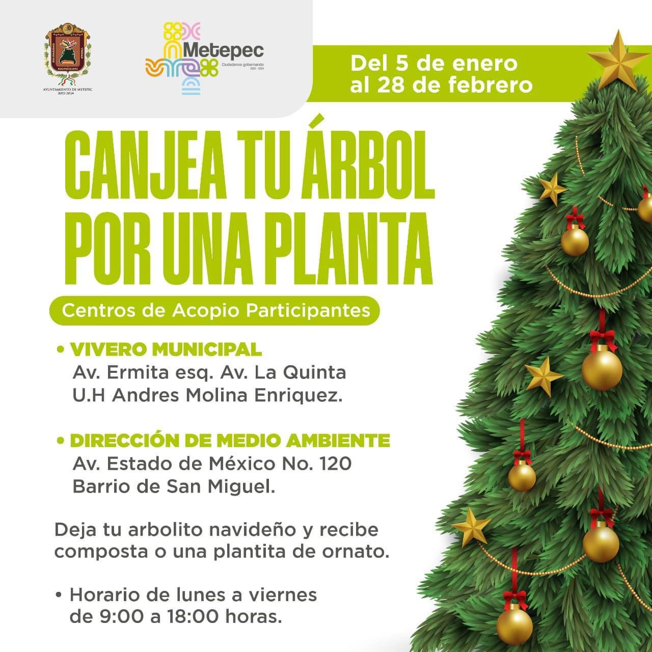 Cambia tu árbol navideño por una planta en Metepec - Primero Editores